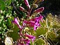 Flowers of Penstemon clevelandii