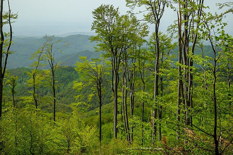 File:Planina Ostrozub 05.jpg