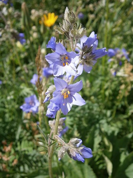 File:Polemonium caeruleum 01.jpg