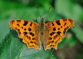 Comma butterfly