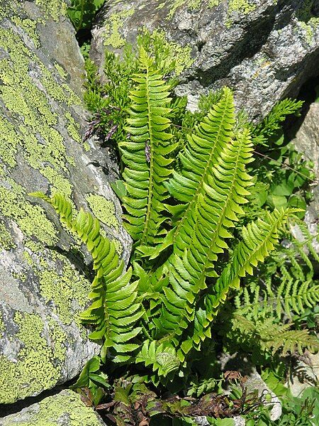 File:Polystichum lonchitis001.jpg