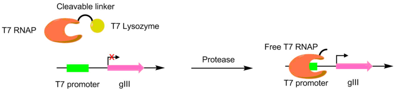 File:Protease PACE.png