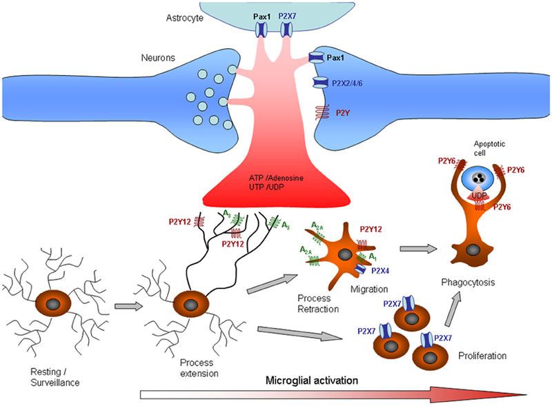 File:Purinergic signalling Microglia.jpg