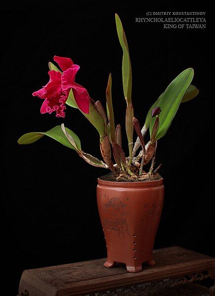 File:Rhyncholaeliocattleya-King-Of-Taiwan.jpg