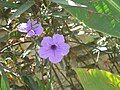 Ruellia simplex