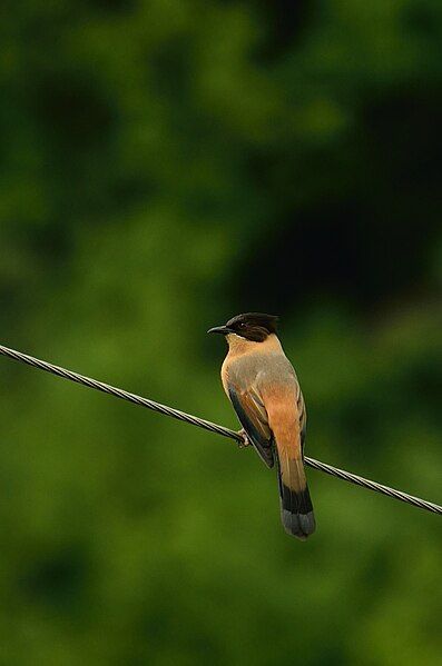 File:Rufous Sibia.JPG