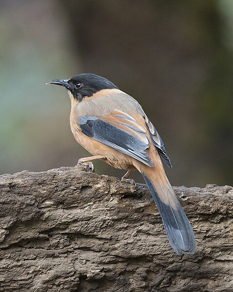 File:Rufous Sibia (48606503342).jpg