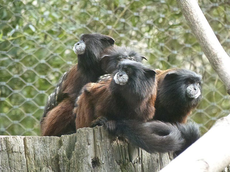 File:Saguinus fuscicollis ZooHalle.JPG