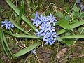 Scilla bifolia