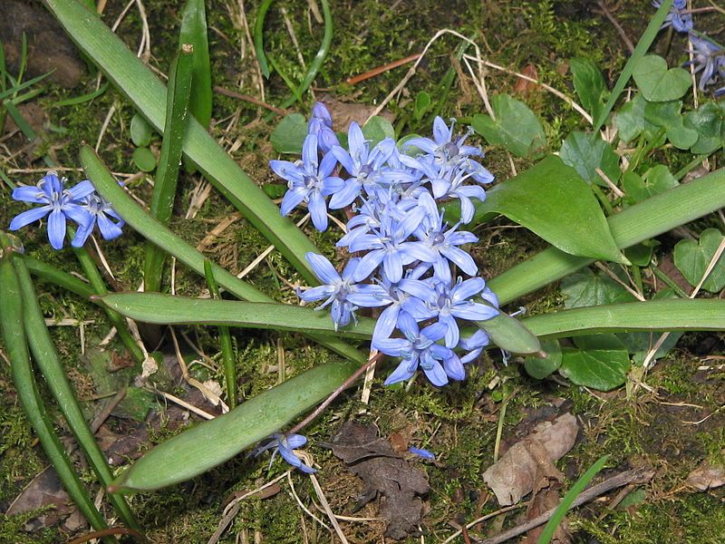 File:Scilla bifolia005.jpg