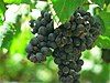 Syrah grapes on the vine