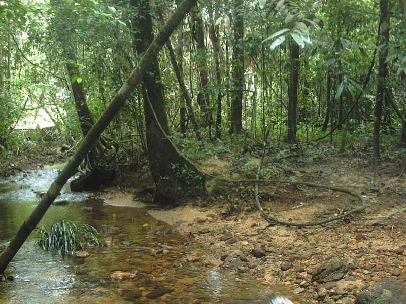 File:Sinharaaja water stream.jpg