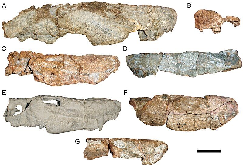 File:Specimens of Pristerognathus.jpg