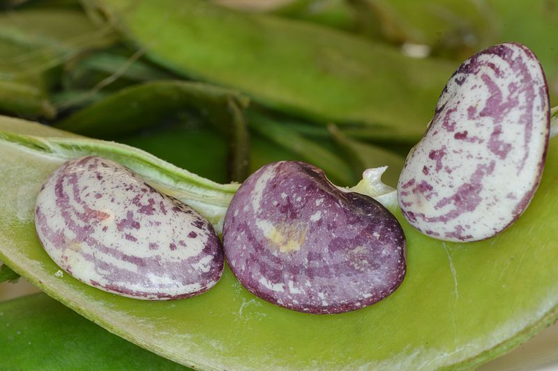 File:Speckled butterbeans.jpg