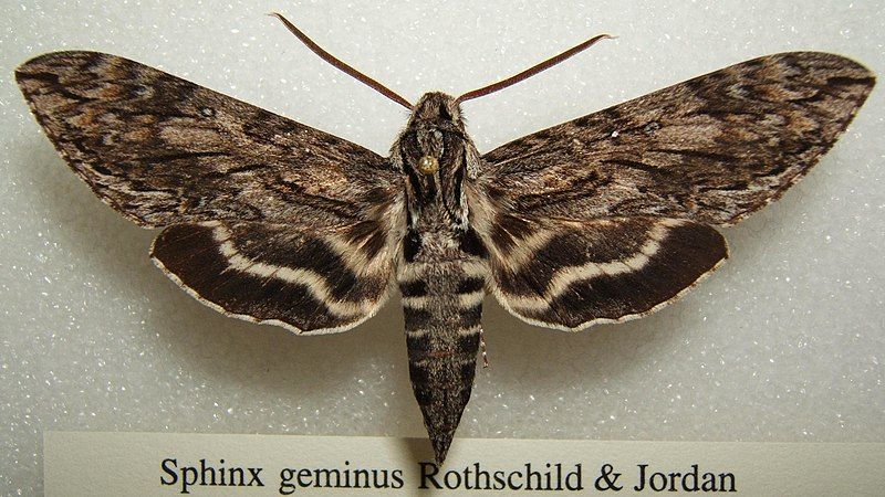 File:Sphinx geminus sjh.JPG