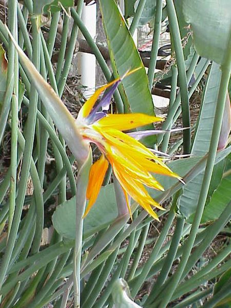 File:Strelitzia reginae1.jpg