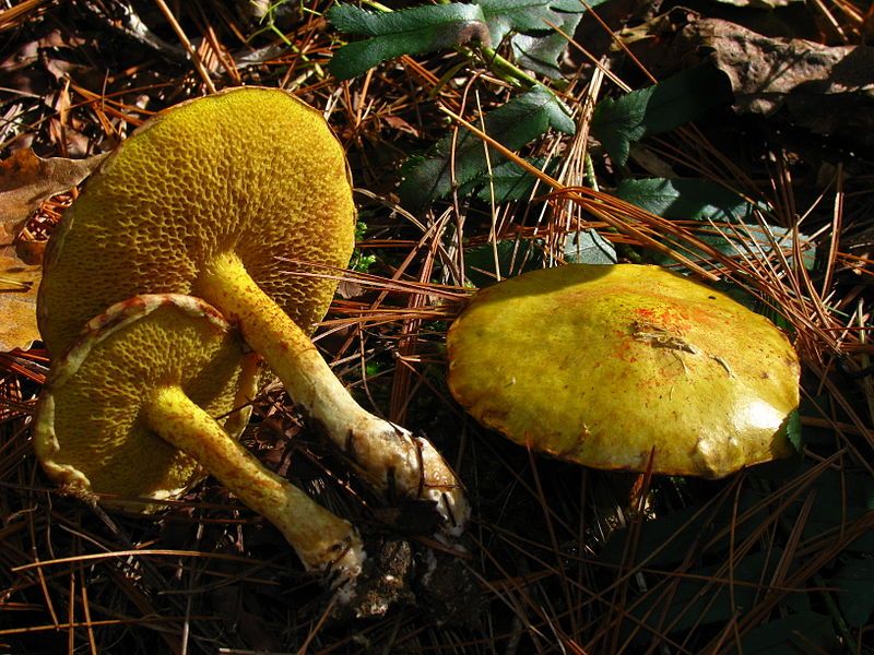 File:Suillus americanus 61328.jpg