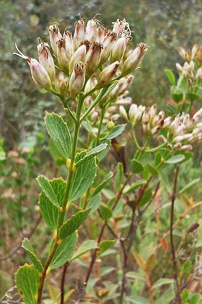 File:Symphyopappus decussatus.jpg