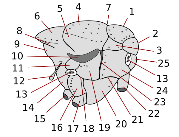 File:Thorax-diptera-lateral.svg