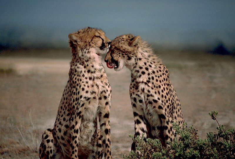 File:Two cheetahs together.jpg