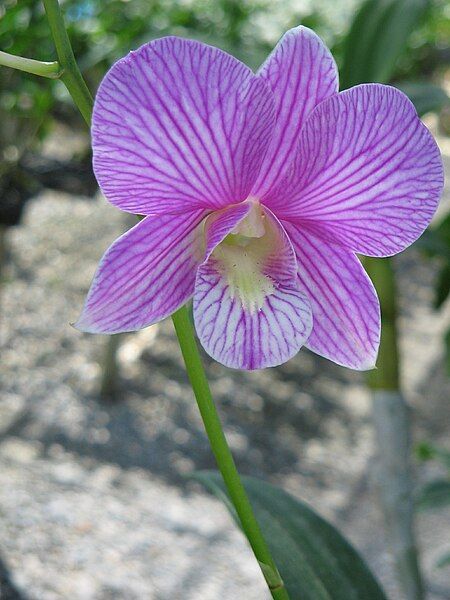 File:Unid orchid20.JPG