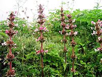 Multi storied flowers, Morina longifolia