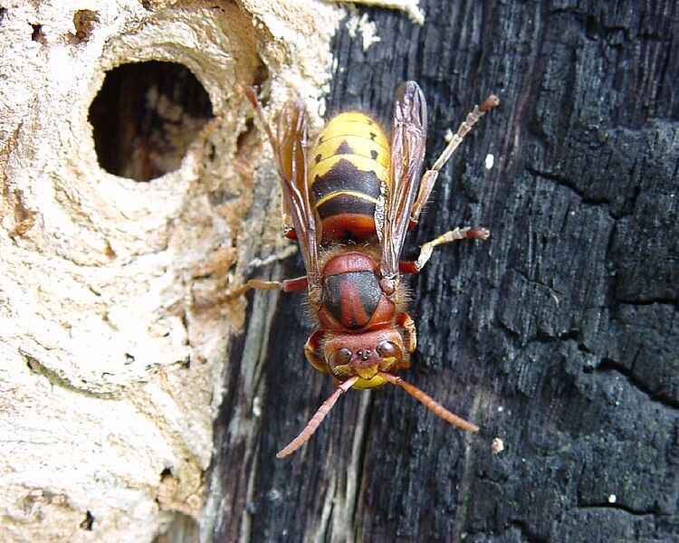 File:Vespa crabro-dorsal.jpeg