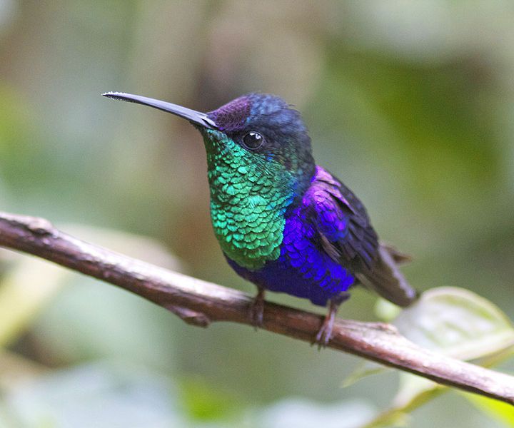 File:Violet crowned Woodnymph.jpg