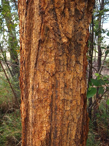 File:Yellowjacket bark.jpg