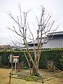 Bodhi tree (3rd generation)