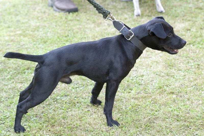 File:05078045 Patterdale Terrier.jpg