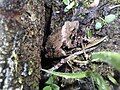 Blanchard's cricket frog in Northwest Louisiana, United States.