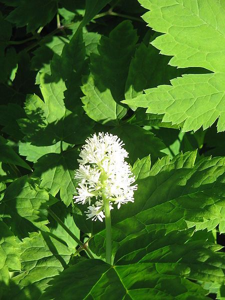 File:Actaea pachypoda03.jpg