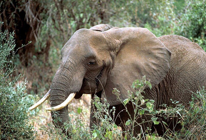 File:African elephant.jpg