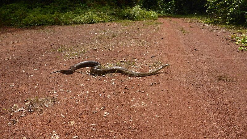 File:African rock python.JPG