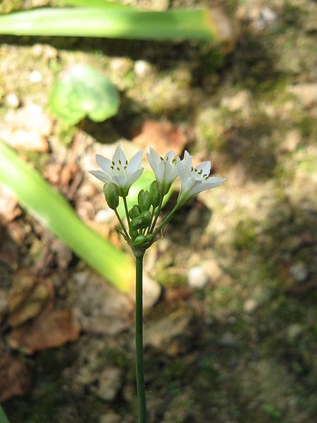 File:Allium zebdanense02.jpg