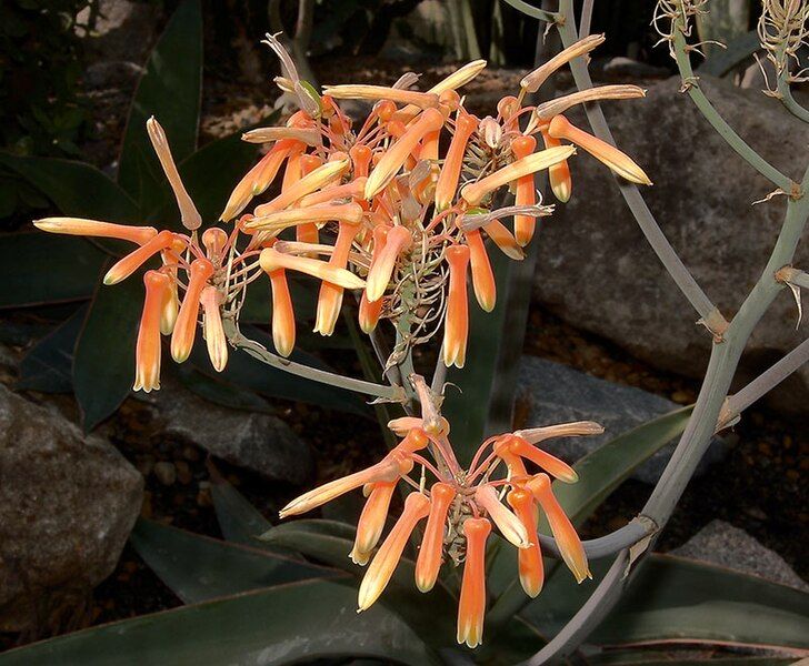 File:Aloe striata kiev.jpg