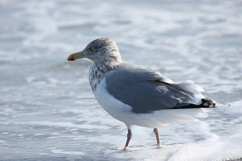 File:American Herring Gull.jpg