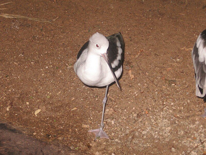 File:Americanavocetwinter.JPG