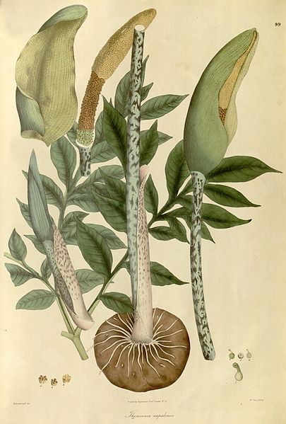 File:Amorphophallus napalensis.jpg