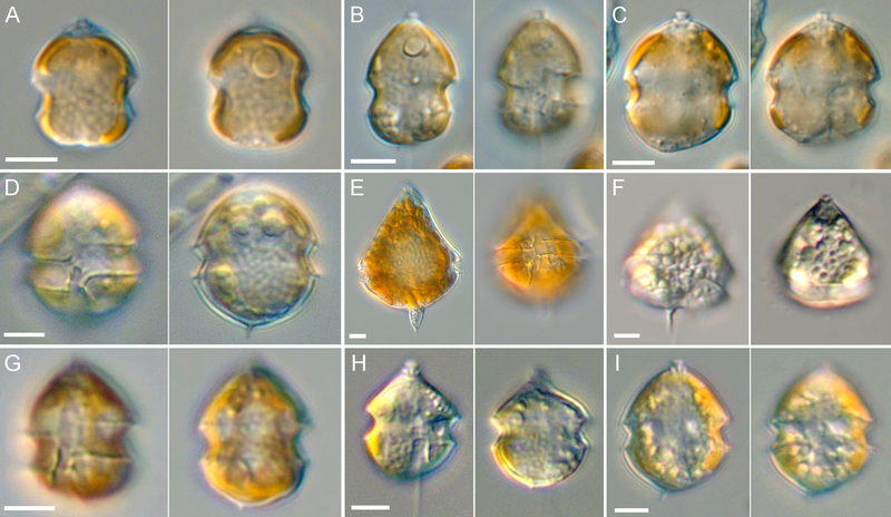 File:Amphidomataceae.png