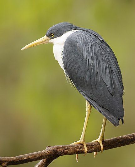 Pied Heron