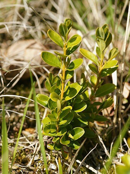 File:Buxus sempervirens (sapling).jpg