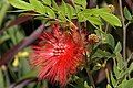 Calliandra heamatocephala