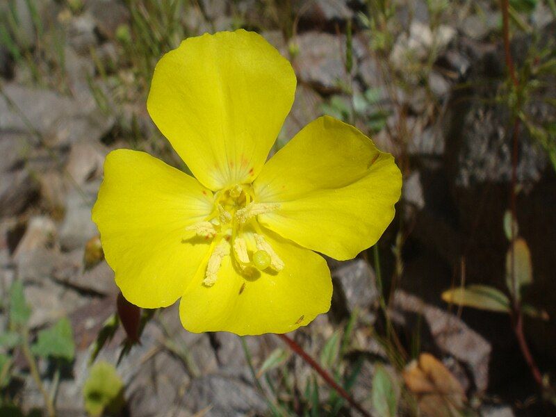 File:Camissonia-californica-20080327.JPG