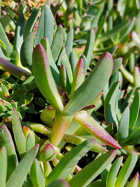 File:Carpobrotus rossii 199860302.jpg