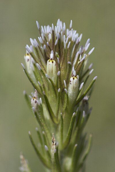 File:Castilleja attenuata.jpg