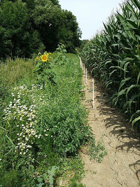 File:Chenopodium vulvaria sl138.jpg