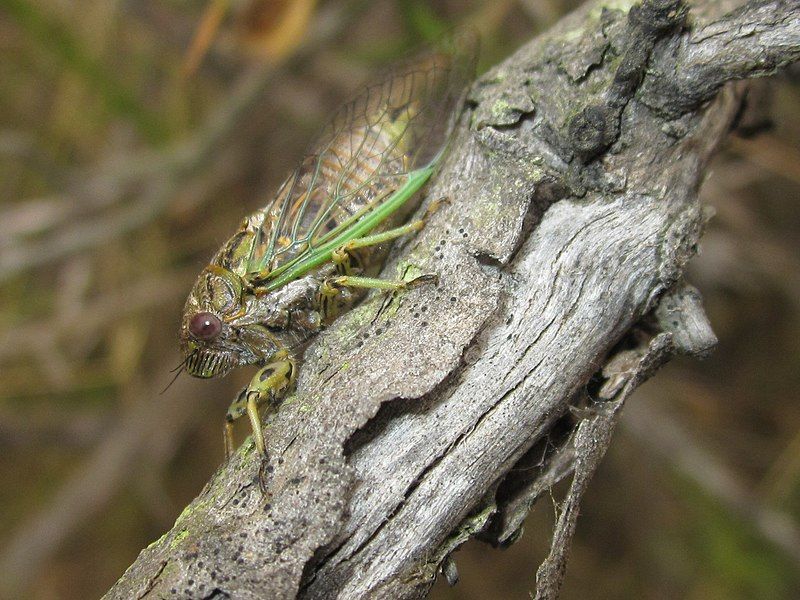 File:Chilecicada occidentis.jpg