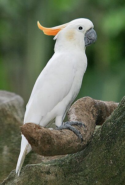 File:Citron-crested Cockatoo.jpg